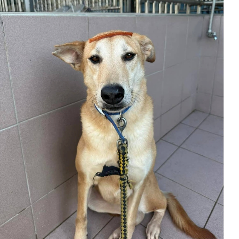 臺南市動物之家灣裡站,編號:316399, 混種犬          