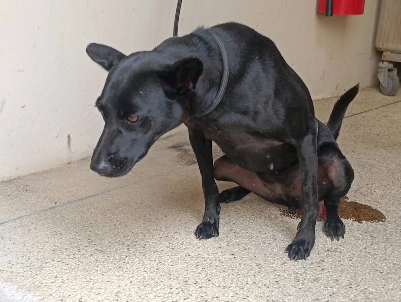 新竹市動物保護教育園區,編號:465856, 混種犬          