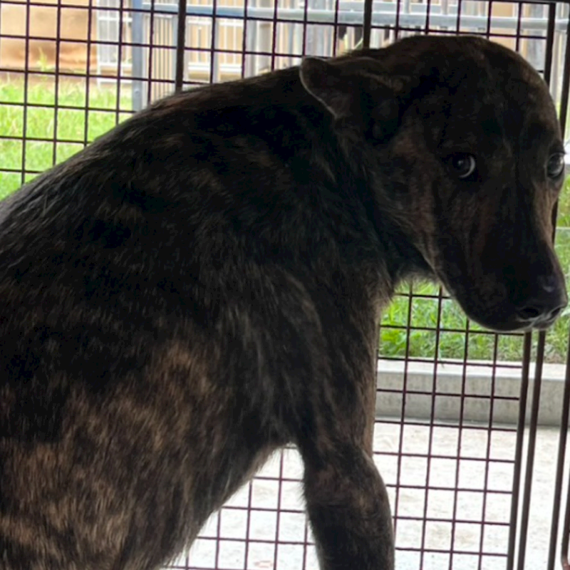 澎湖縣流浪動物收容中心,編號:465854, 混種犬          