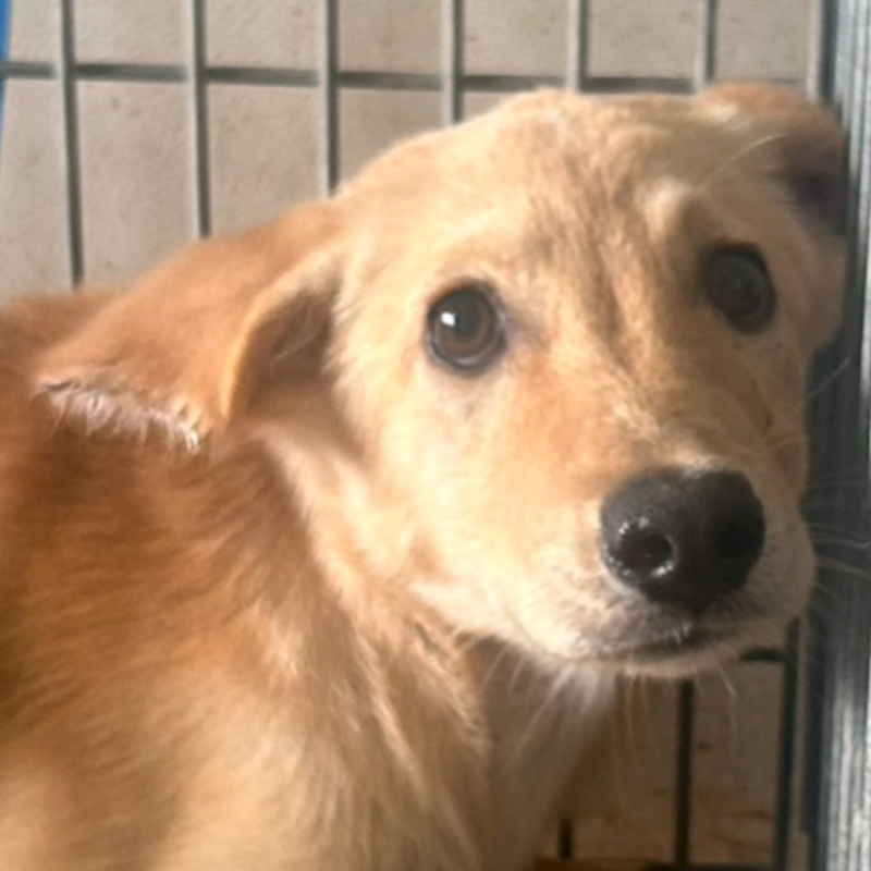 澎湖縣流浪動物收容中心,編號:465852, 混種犬          