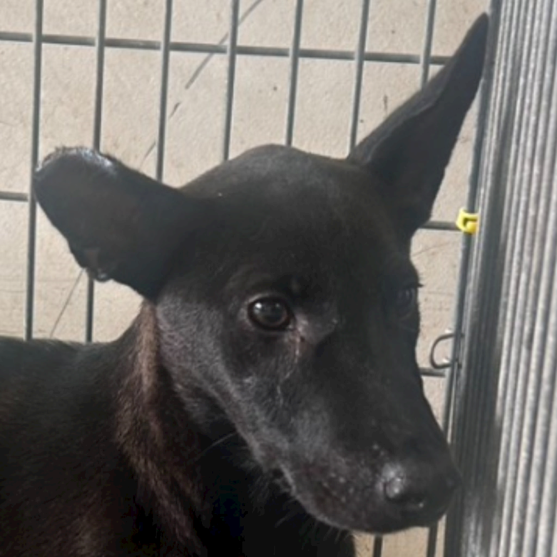 澎湖縣流浪動物收容中心,編號:465851, 混種犬          