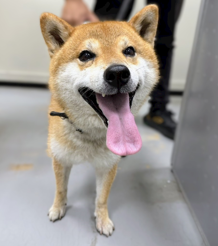 新竹縣動物保護教育園區,編號:465622, 柴犬                  