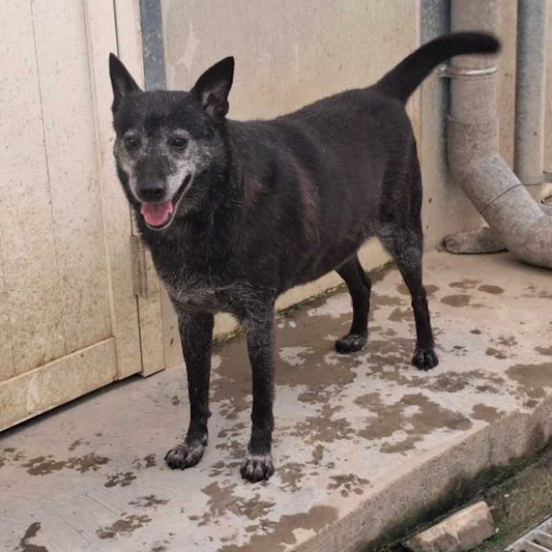 臺北市動物之家,編號:214399, 混種犬          