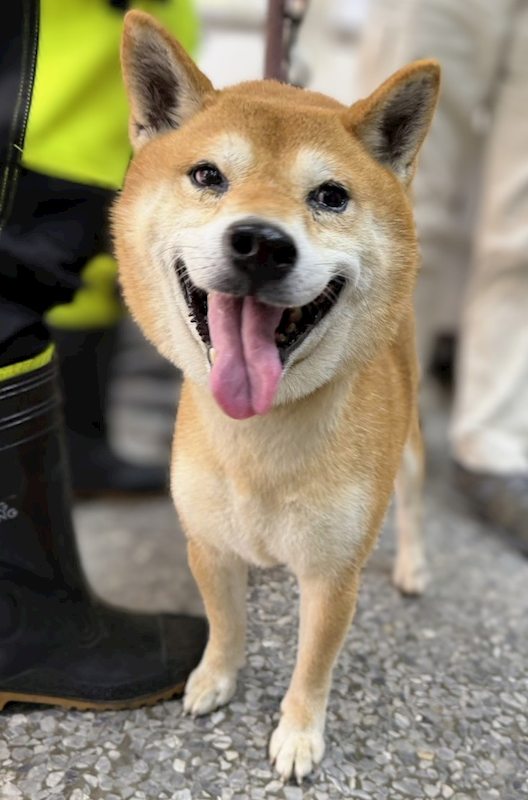 新竹縣動物保護教育園區,編號:465621, 柴犬                  