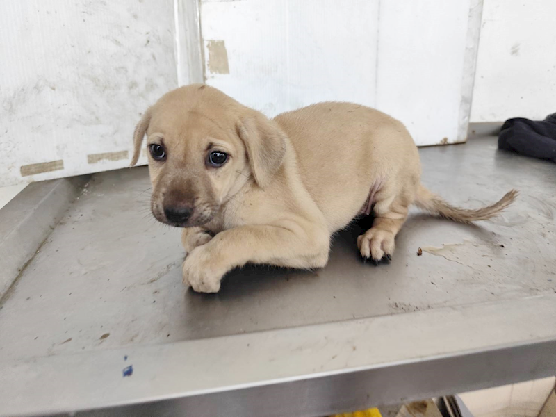 高雄市燕巢動物保護關愛園區,編號:458617, 混種犬          