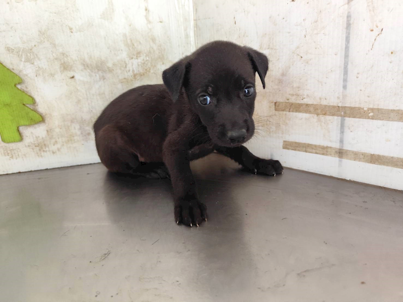 高雄市燕巢動物保護關愛園區,編號:464569, 混種犬          