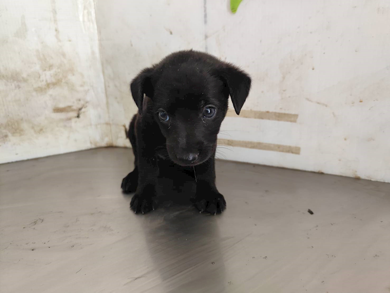 高雄市燕巢動物保護關愛園區,編號:464556, 混種犬          