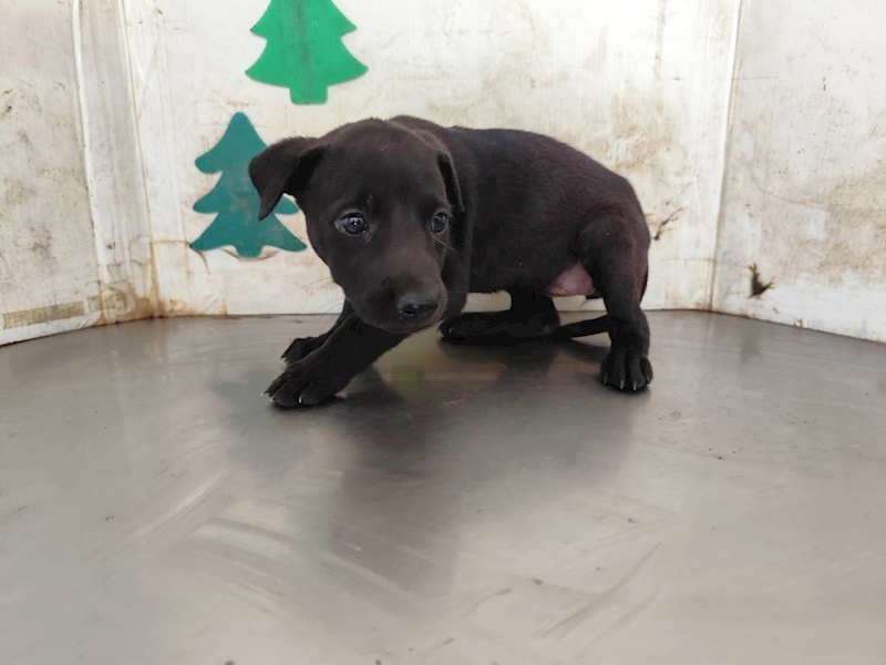 高雄市燕巢動物保護關愛園區,編號:464554, 混種犬          