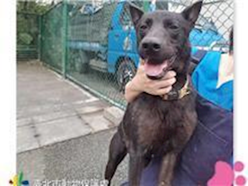 臺北市動物之家,編號:31580, 混種犬          
