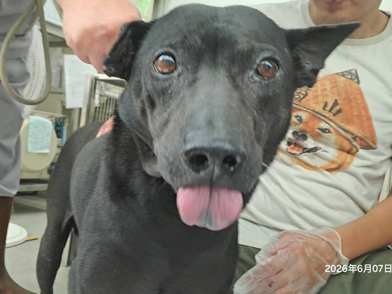 臺北市動物之家,編號:456543, 混種犬          