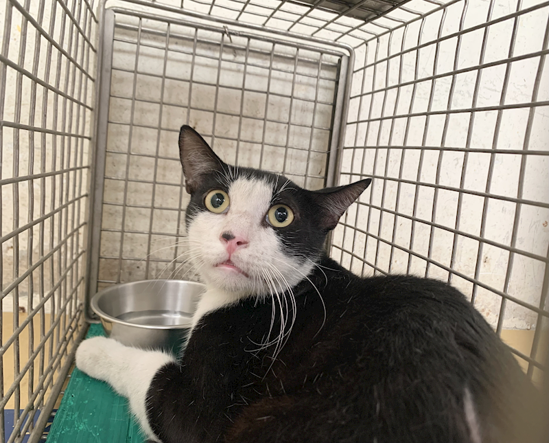 臺北市動物之家,編號:463804, 混種貓                 