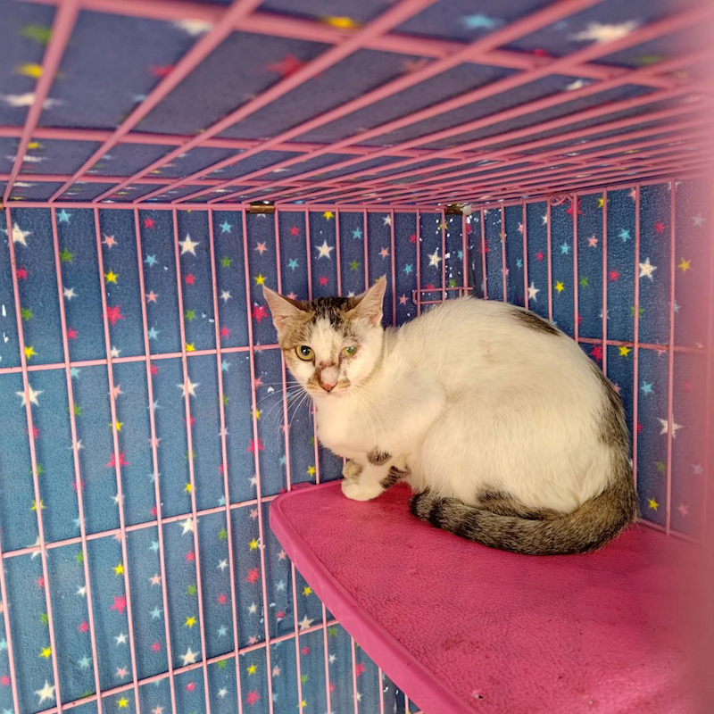 臺北市動物之家,編號:320810, 混種貓                 