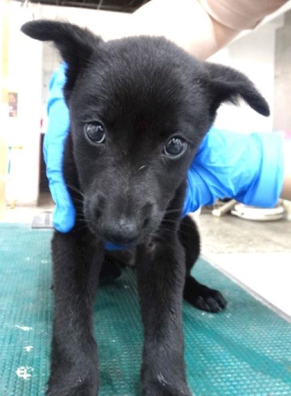 宜蘭縣流浪動物中途之家,編號:466011, 混種犬          