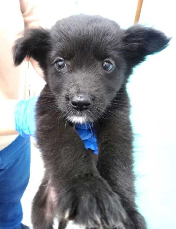 宜蘭縣流浪動物中途之家,編號:466010, 混種犬          