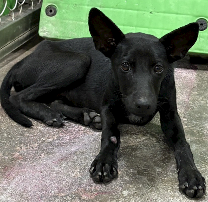 臺東縣動物收容中心,編號:466004, 混種犬          