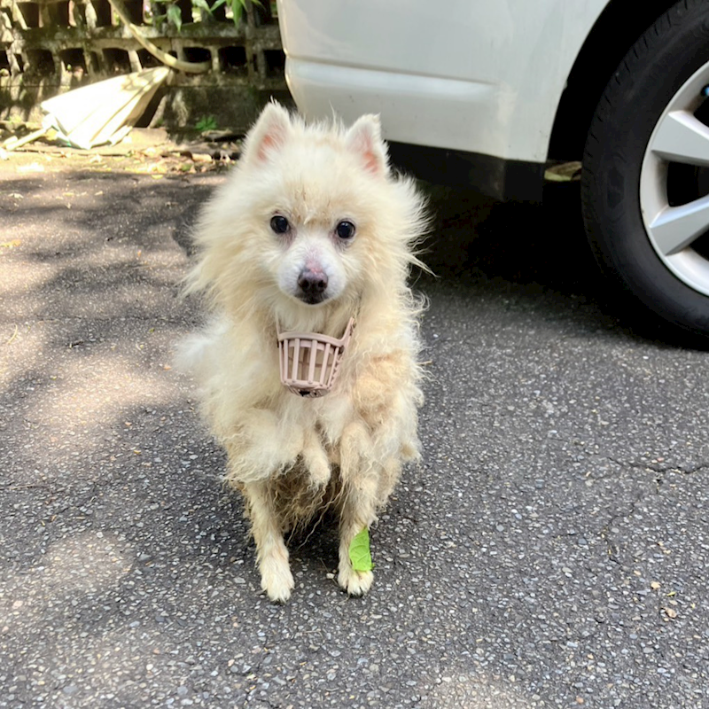 新北市新店區公立動物之家,編號:466001, 博美犬         