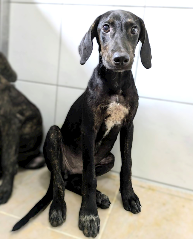 新竹縣動物保護教育園區,編號:465712, 混種犬          