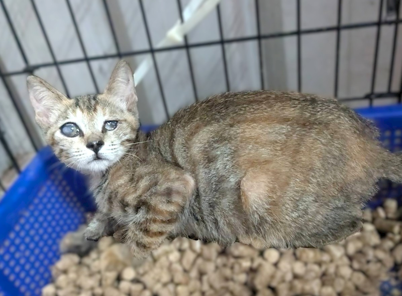 新竹縣動物保護教育園區,編號:462757, 混種貓                 