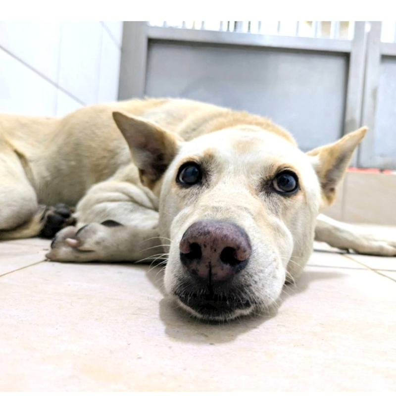 新竹縣動物保護教育園區,編號:465576, 混種犬          