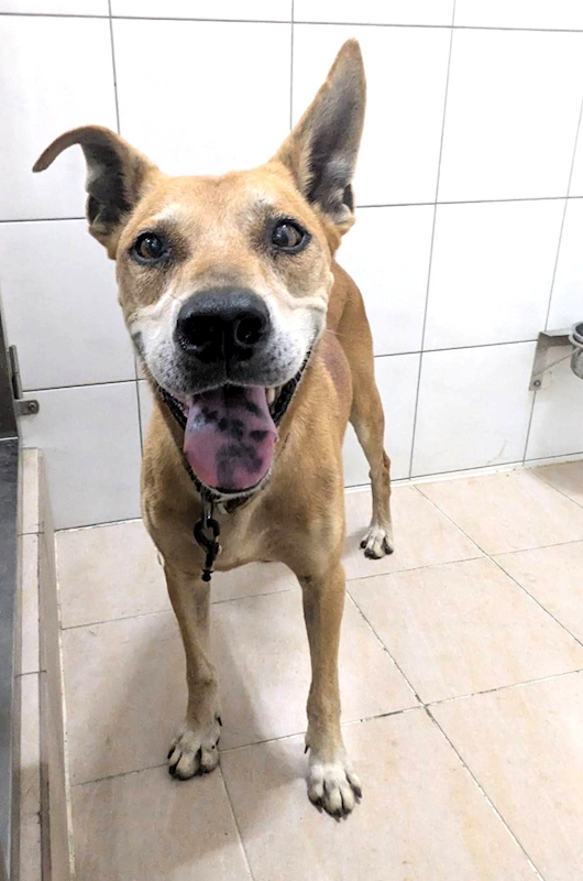 新竹縣動物保護教育園區,編號:465837, 混種犬          