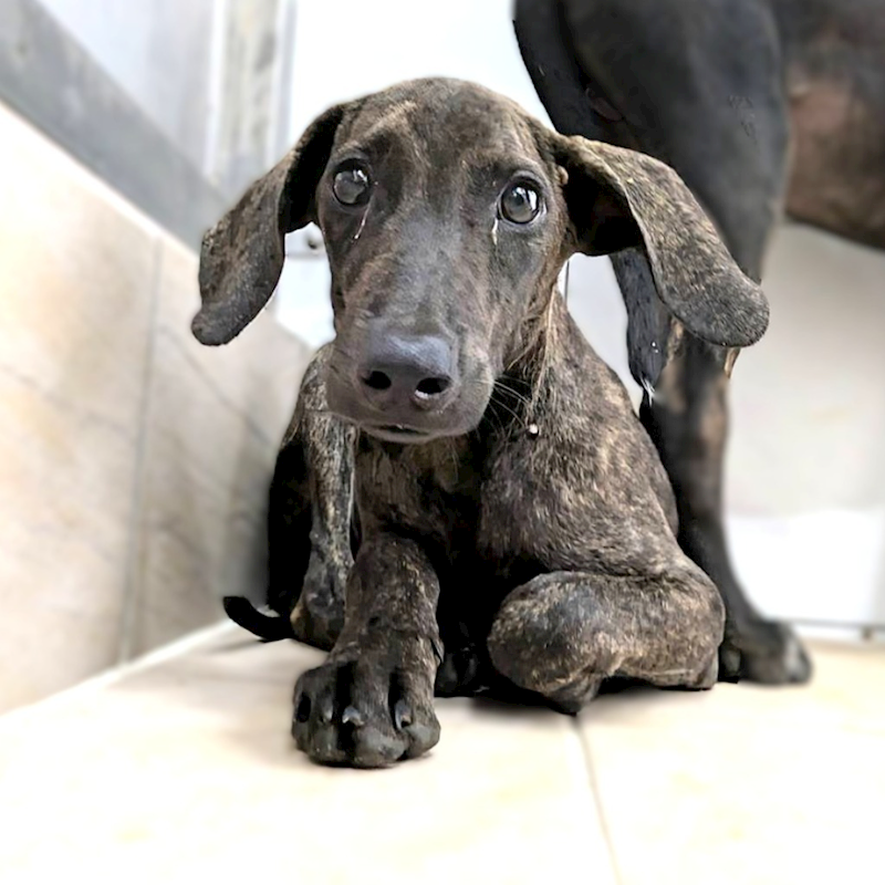新竹縣動物保護教育園區,編號:465713, 混種犬          