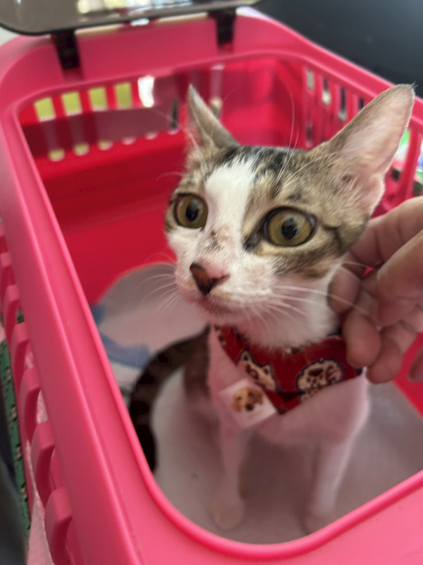 新北市中和區公立動物之家,編號:465992, 混種貓                 