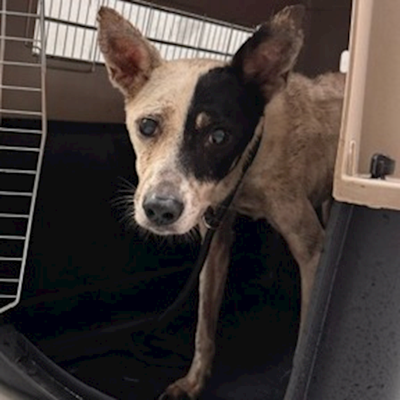 基隆市寵物銀行,編號:465246, 混種犬          