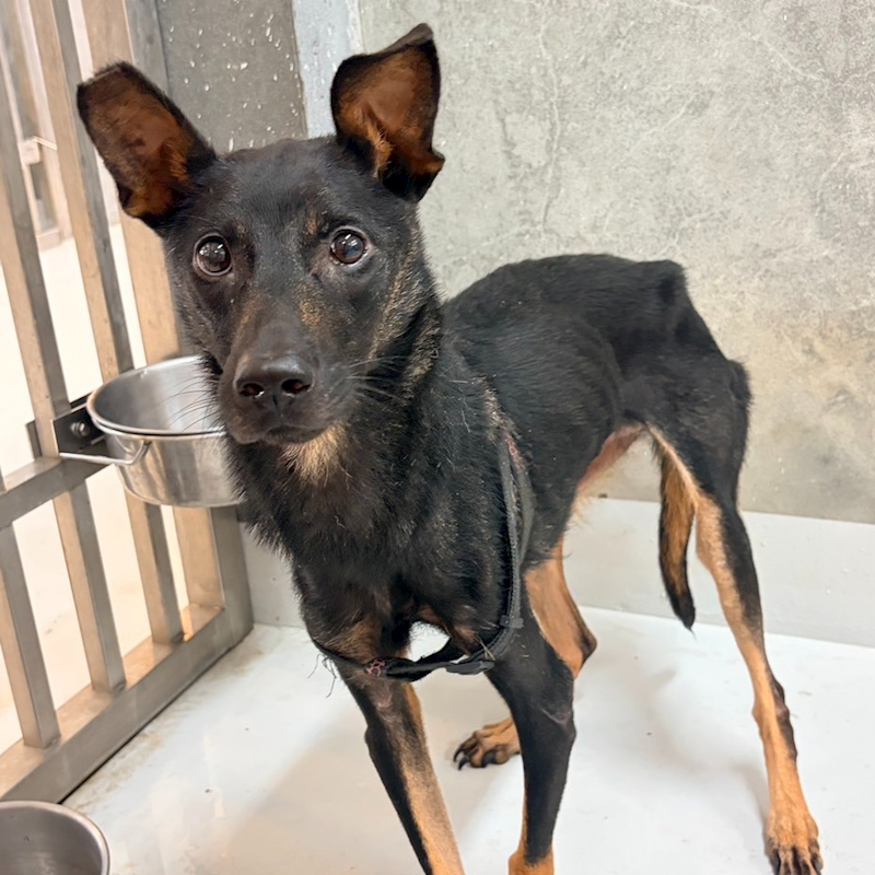 基隆市寵物銀行,編號:465301, 混種犬          