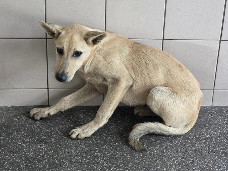 高雄市燕巢動物保護關愛園區,編號:464447, 混種犬          