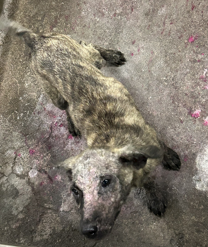 臺東縣動物收容中心,編號:465987, 混種犬          
