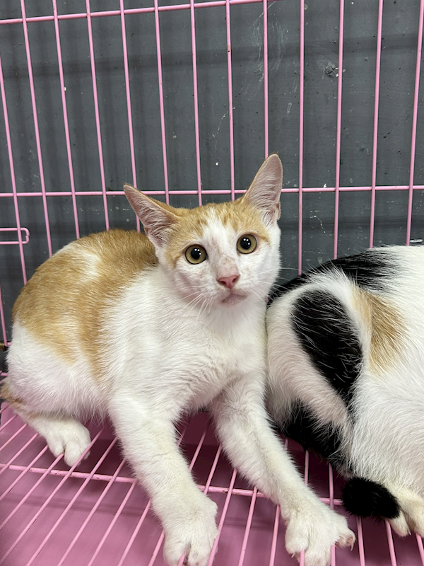 臺東縣動物收容中心,編號:465984, 混種貓                 