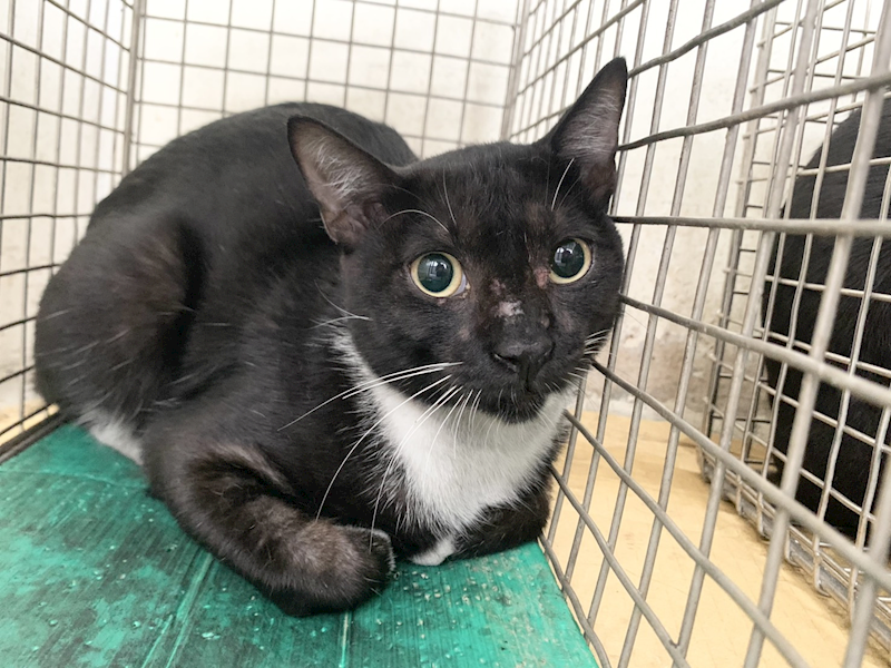 臺北市動物之家,編號:464334, 混種貓                 