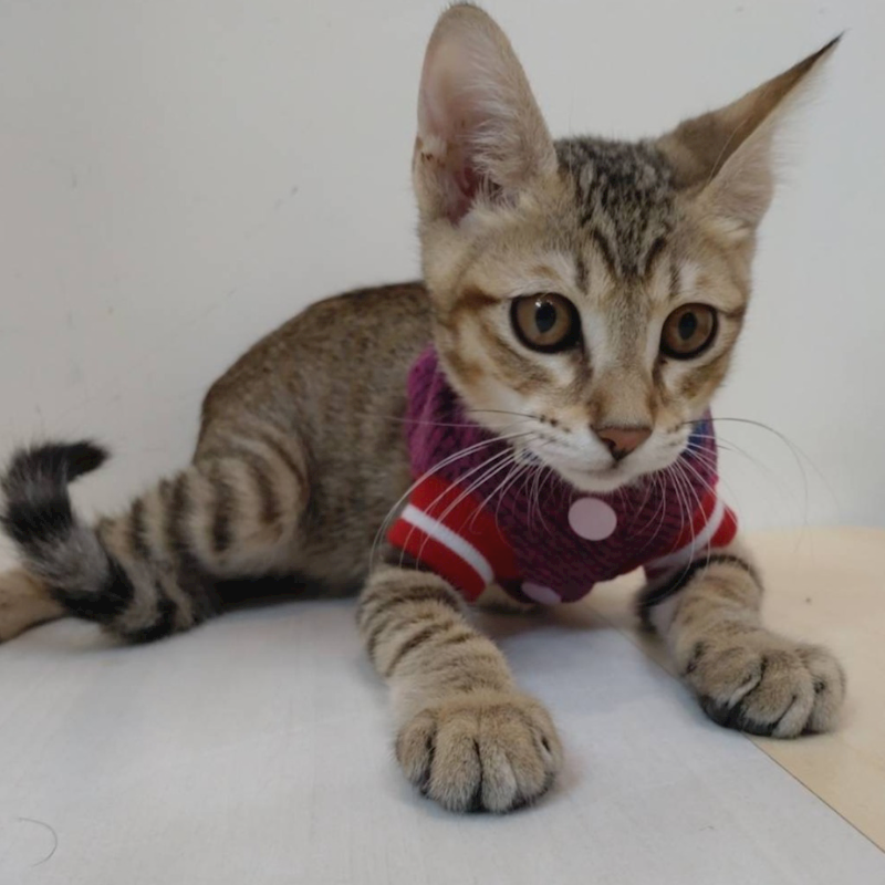新北市瑞芳區公立動物之家,編號:465220, 混種貓                 