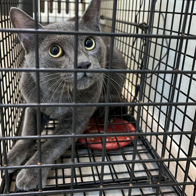 新北市瑞芳區公立動物之家,編號:463320, 混種貓                 