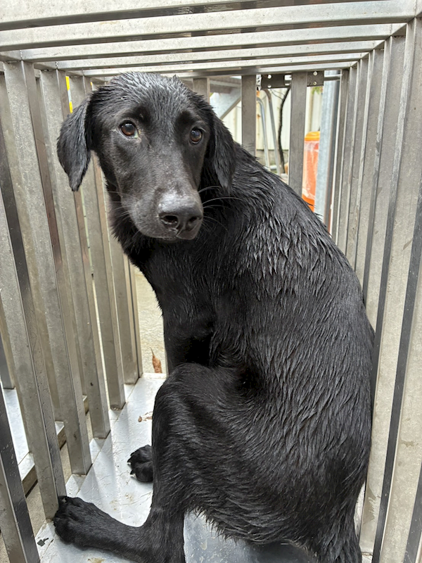 彰化縣流浪狗中途之家臨時收容所,編號:465870, 混種犬          