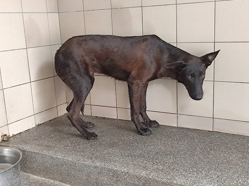 高雄市燕巢動物保護關愛園區,編號:465945, 混種犬          