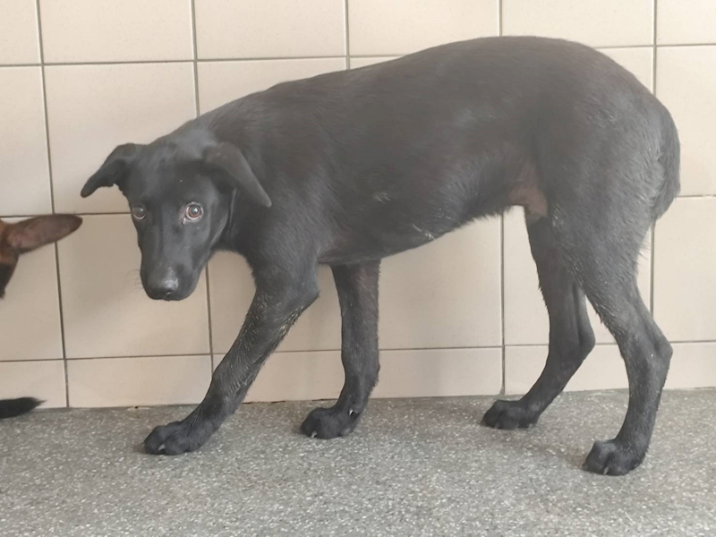高雄市燕巢動物保護關愛園區,編號:465943, 混種犬          