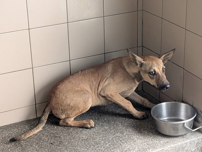 高雄市燕巢動物保護關愛園區,編號:465941, 混種犬          