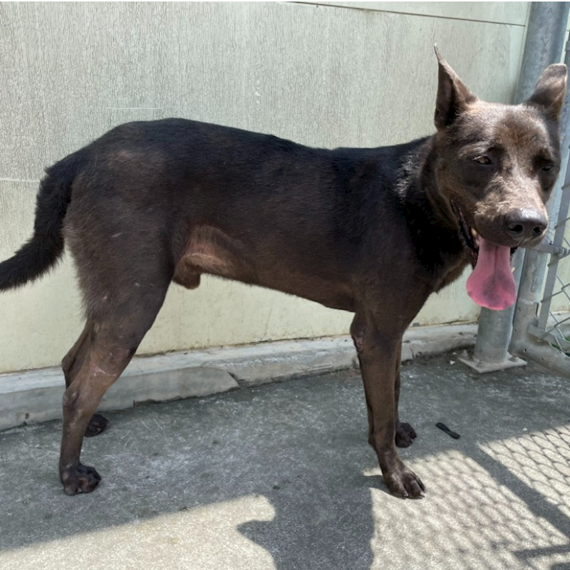 臺北市動物之家,編號:443160, 混種犬          