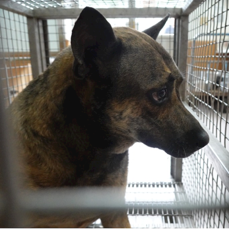 臺南市動物之家灣裡站,編號:453965, 混種犬          
