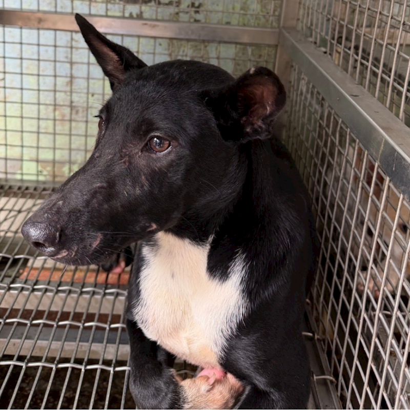 臺南市動物之家善化站,編號:465901, 混種犬          