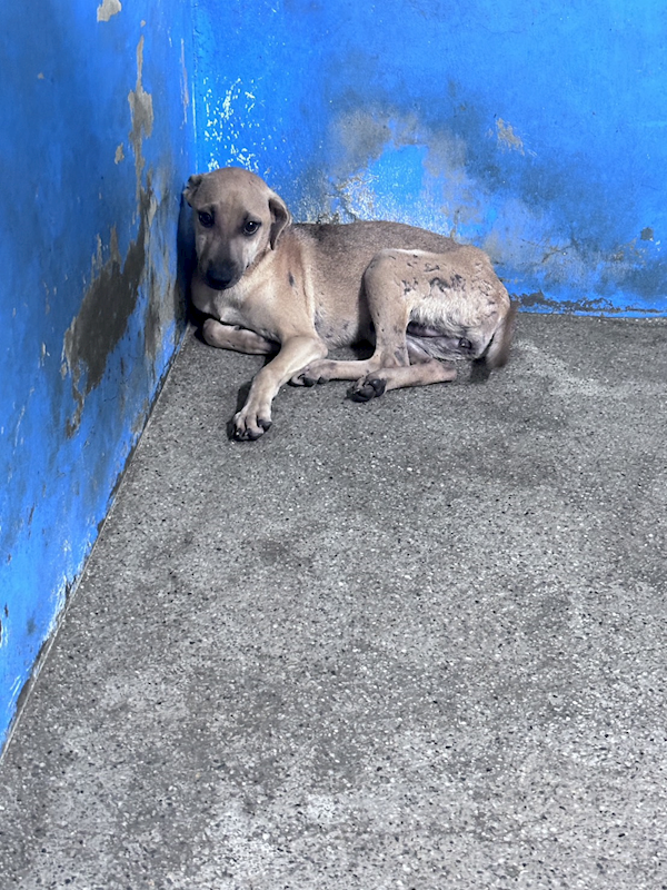 苗栗縣動物保護教育園區,編號:465904, 混種犬          