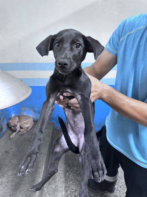 苗栗縣動物保護教育園區,編號:465902, 混種犬          