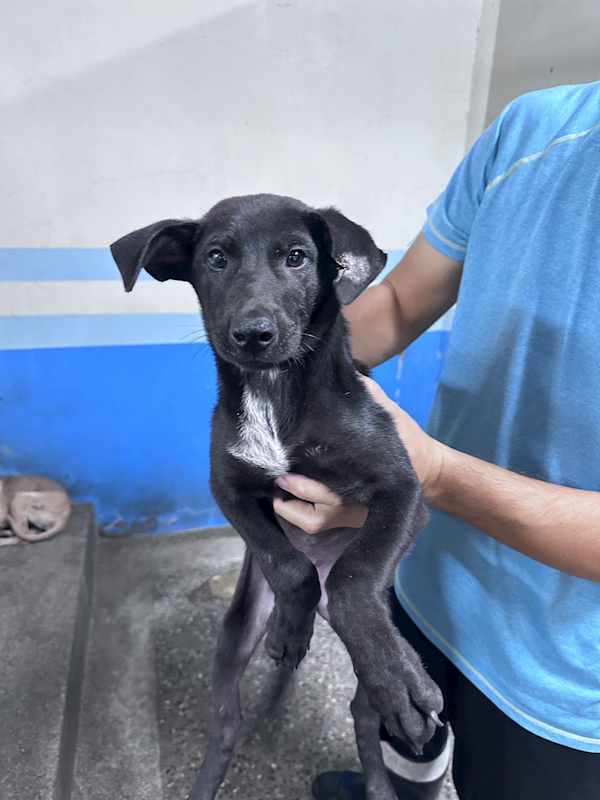 苗栗縣動物保護教育園區,編號:465900, 混種犬          