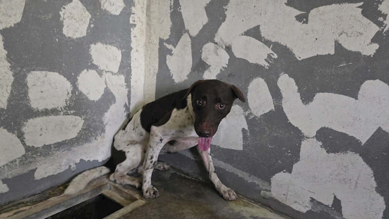 新竹市動物保護教育園區,編號:465885, 混種犬          