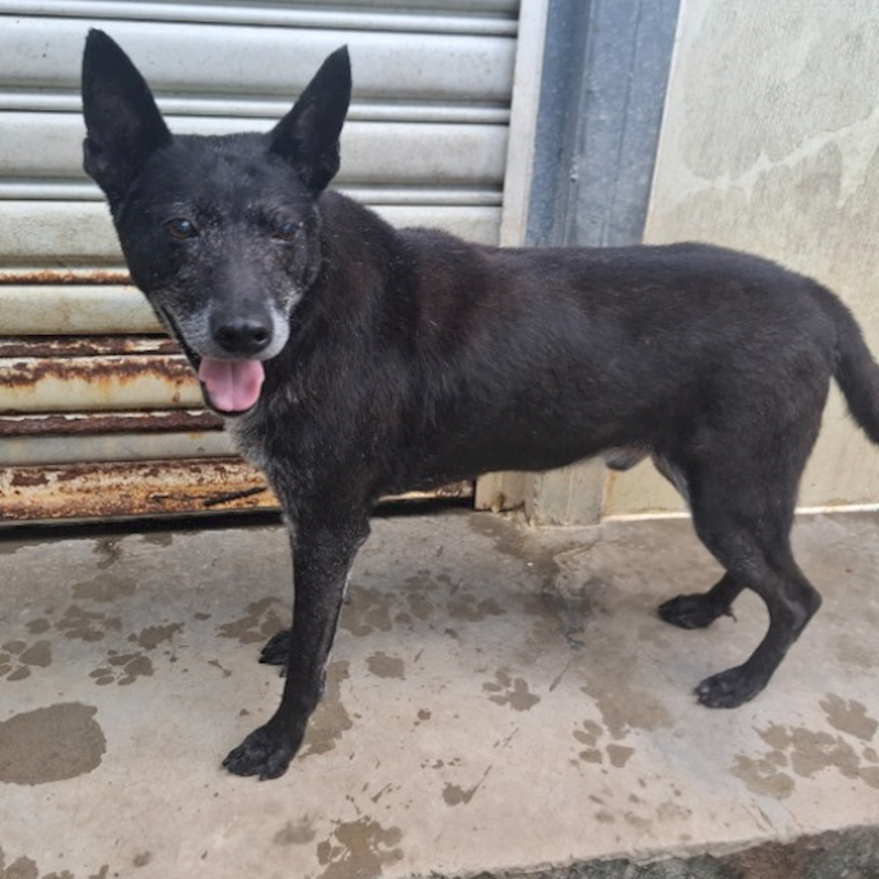 臺北市動物之家,編號:276503, 混種犬          