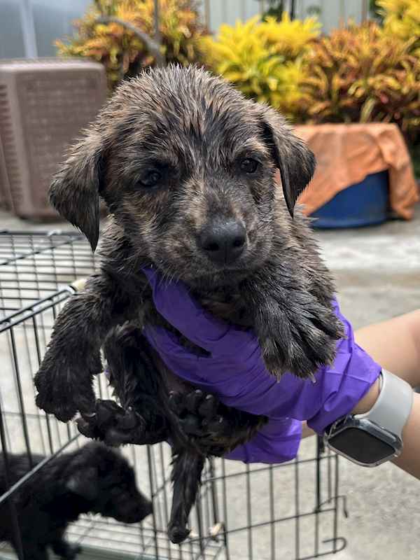 彰化縣流浪狗中途之家臨時收容所,編號:465880, 混種犬          