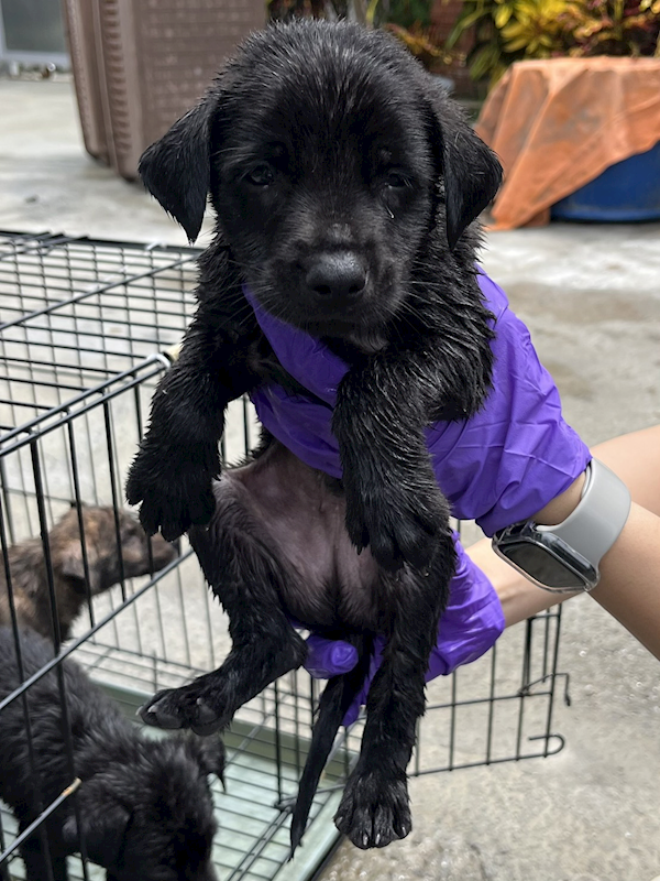 彰化縣流浪狗中途之家臨時收容所,編號:465879, 混種犬          
