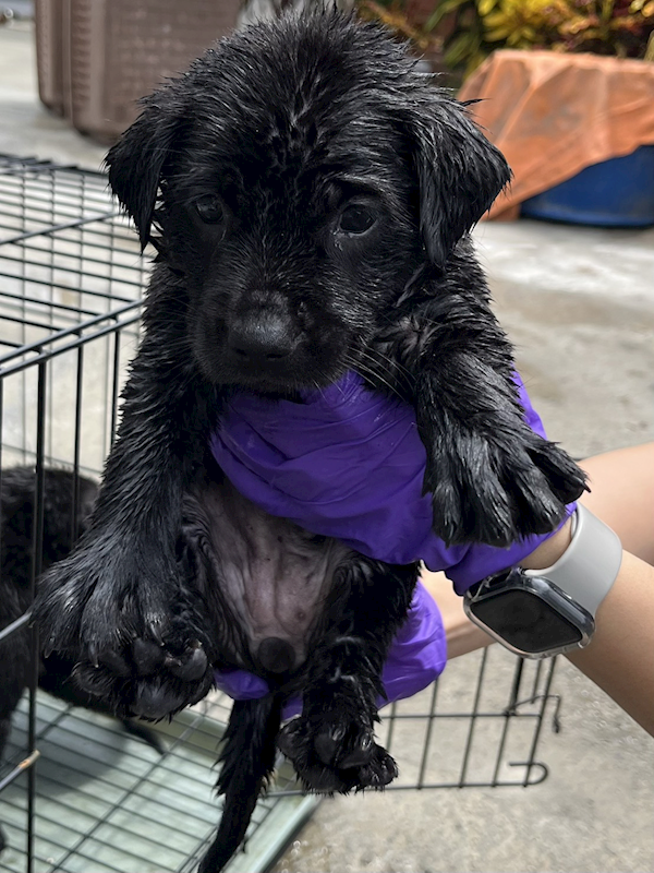 彰化縣流浪狗中途之家臨時收容所,編號:465878, 混種犬          