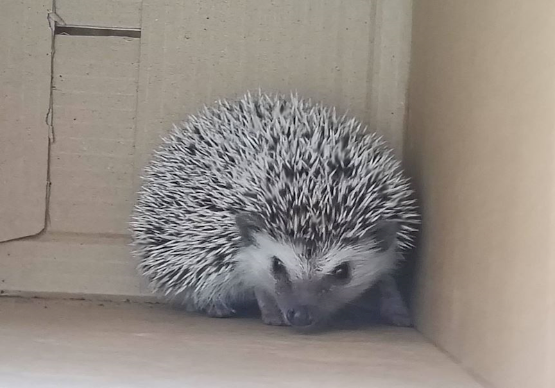 新竹市動物保護教育園區,編號:465874, 刺蝟